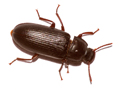 Tenebrio molitor
